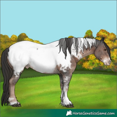 Horse Color:Liver Chestnut Ice Sabino Tobiano Appaloosa 