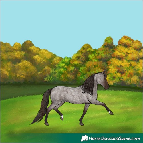 Horse Color:Liver Red Roan