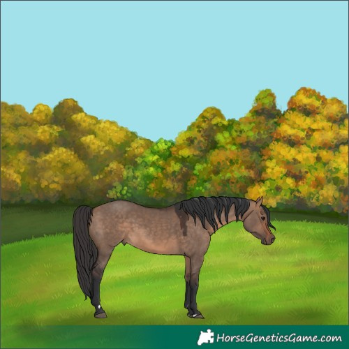 Horse Color:Bay Dun 