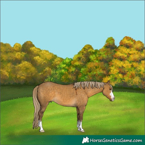 Horse Color:Chocolate Palomino Dun 