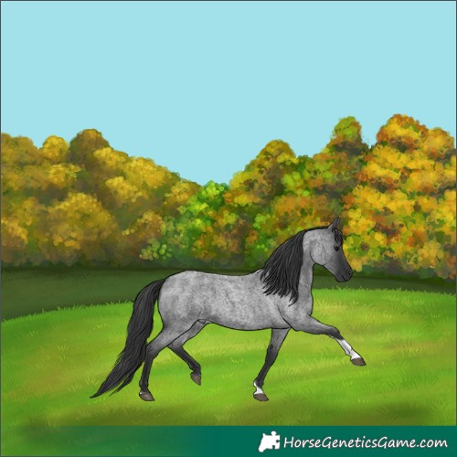 Horse Color:Blue Roan Tobiano