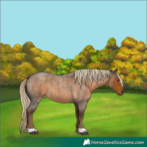Horse Color:Chocolate Palomino Roan