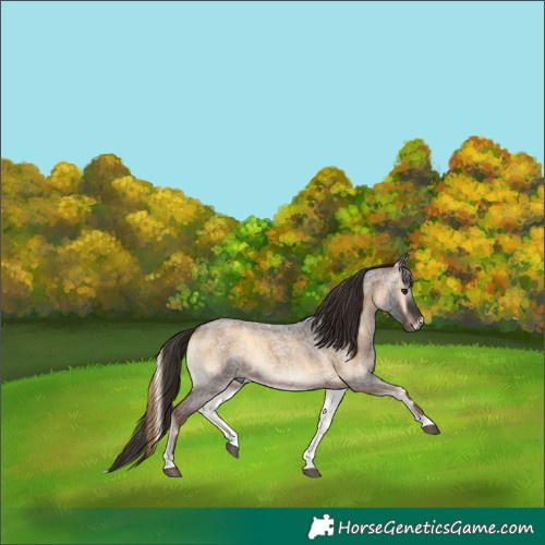 Horse Color:Gray Liver Red Onyx Roan 