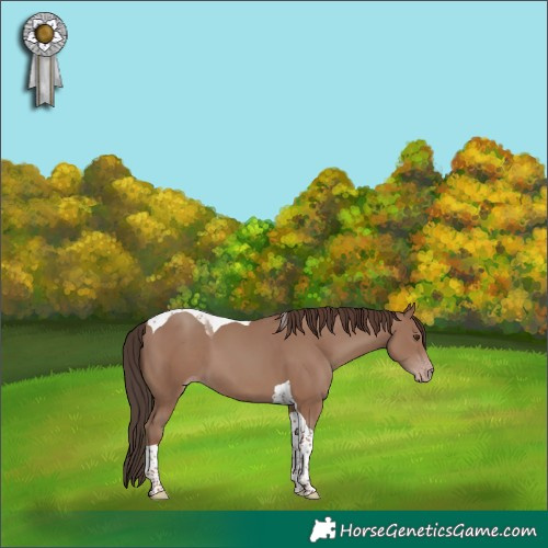 Horse Color:Classic Champagne Tobiano 