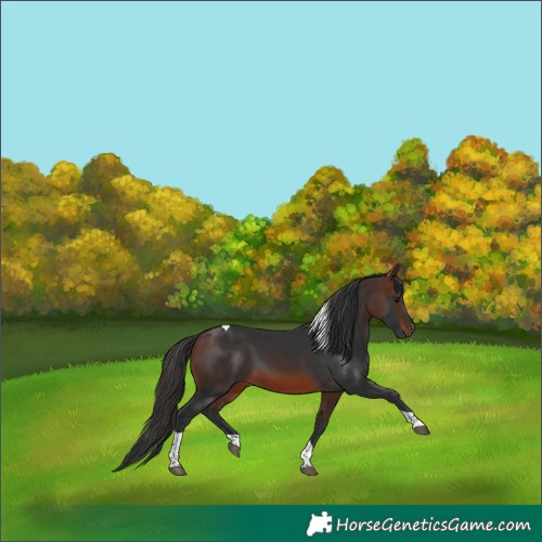 Horse Color:Brown Tobiano