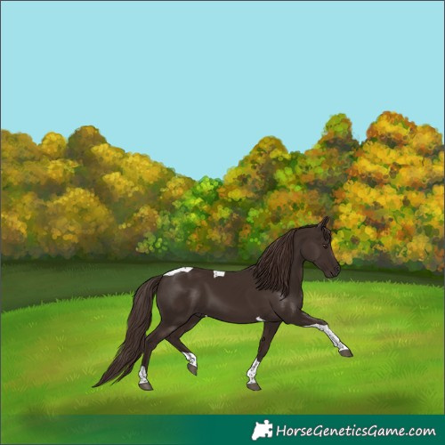 Horse Color:Liver Chestnut Tobiano 