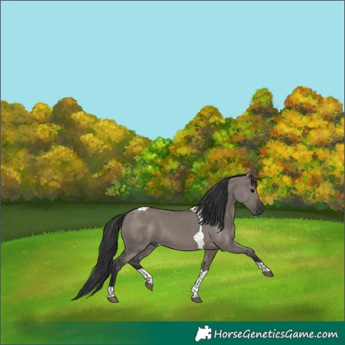 Horse Color:Grullo Tobiano