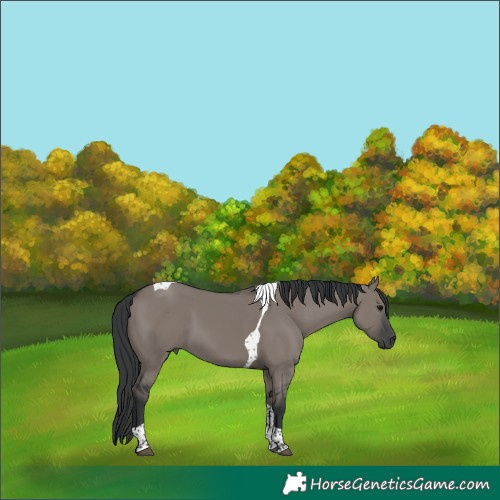 Horse Color:Grullo Tobiano