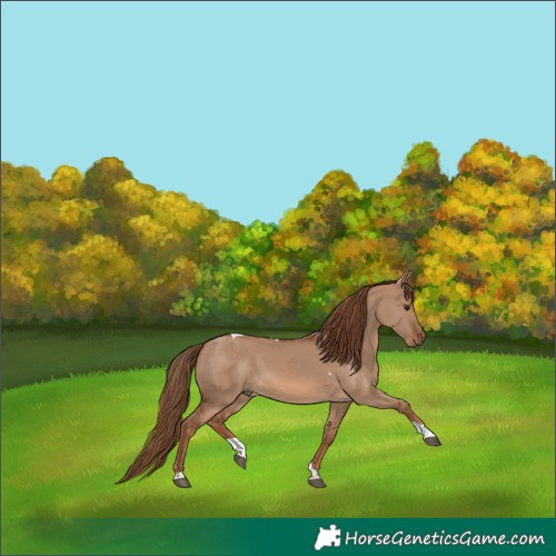Horse Color:Red Dun Tobiano 