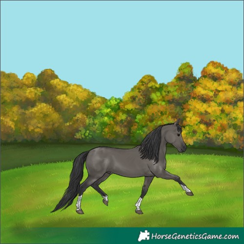 Horse Color:Grullo Tobiano
