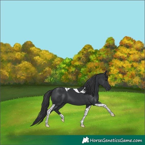 Horse Color:Black Tobiano