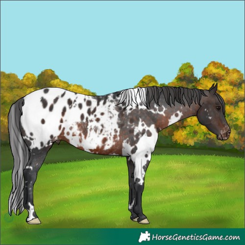 Horse Color:White Spotted Brown Appaloosa Rabicano