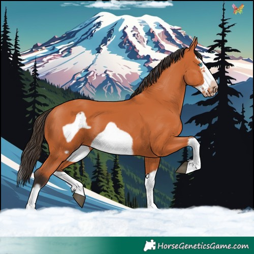 Horse Color:Bay Splash Frame
