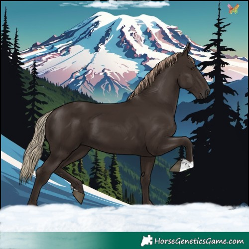 Horse Color:Liver Chestnut 