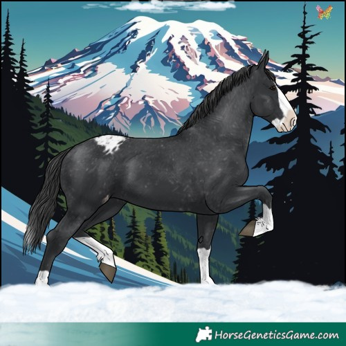 Horse Color:Black Splash Varnish 