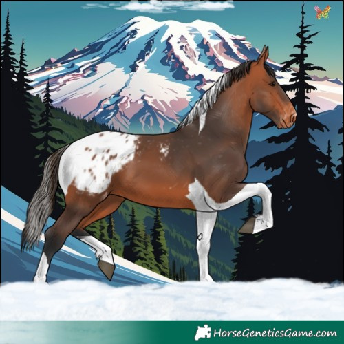Horse Color:Bay Tobiano Blanket