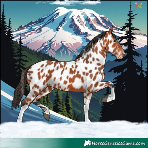 Horse Color:Bay Tobiano Near Leopard