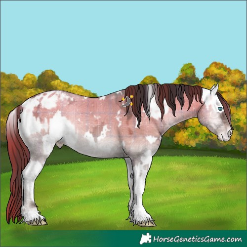 Horse Color:Watercolor White Spotted Brown Ice Roan Onyx Splash Appaloosa  and Plaid  White Spotted Brown Ice Onyx Appaloosa Rabicano 