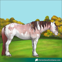 Horse Color:Watercolor White Spotted Brown Ice Roan Onyx Splash Leopard and Plaid White Spotted Brown Ice Onyx Blanket Rabicano