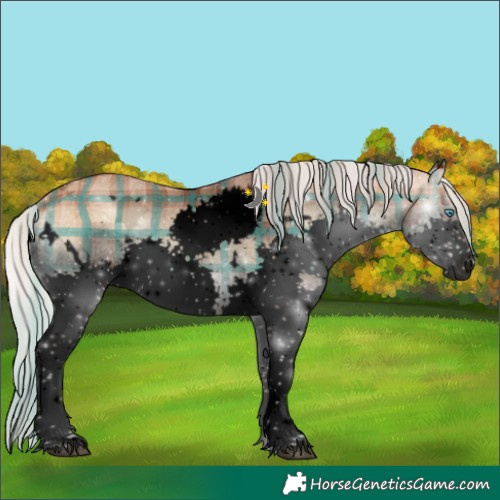 Horse Color:Void Plaid  White Spotted Silver Bay Ice Onyx Splash Rabicano 