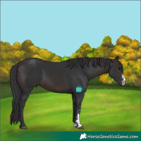 Horse Color:Brown Sabino