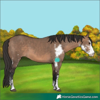 Horse Color:Brown Dun Sabino