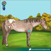 Horse Color:Brown Pearl Appaloosa 