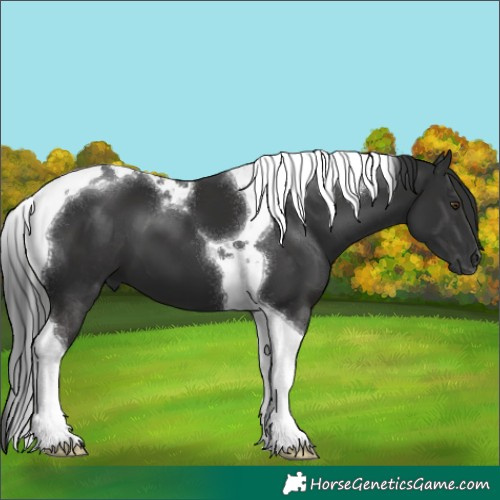 Horse Color:Liver Chestnut Tobiano 