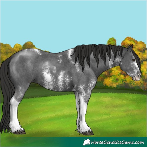 Horse Color:Liver Chestnut Sabino Tobiano