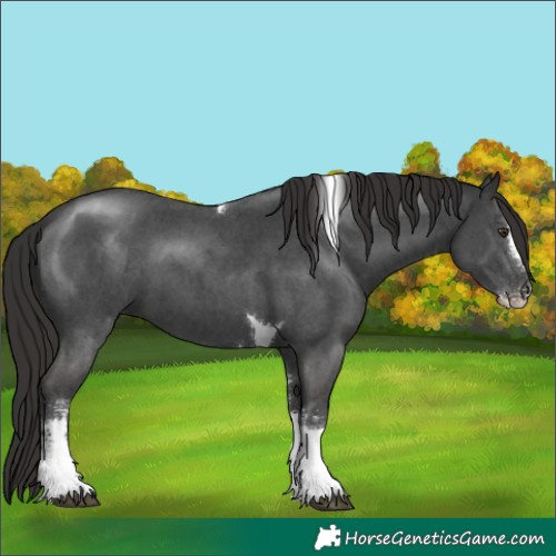 Horse Color:Liver Chestnut Sabino Tobiano 