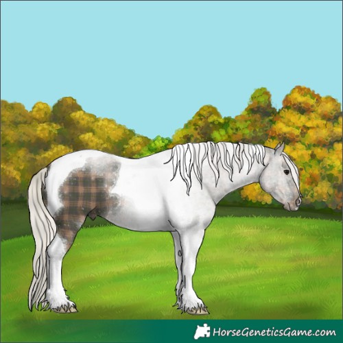 Horse Color:Plaid Silver Black Tobiano