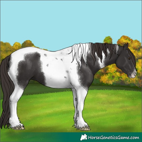 Horse Color:Liver Chestnut Tobiano