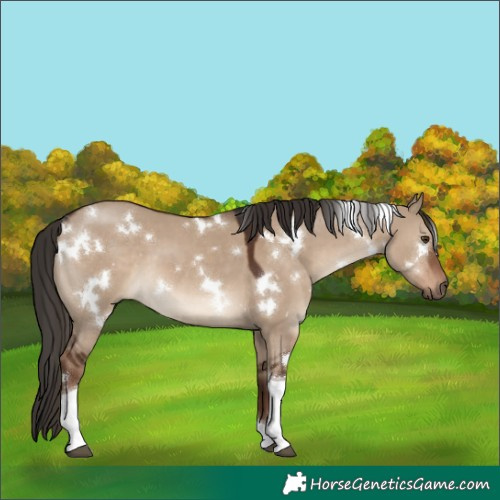 Horse Color:White Spotted Liver Red Dun Tobiano 