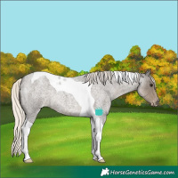 Horse Color:Silver Smoky Grullo Roan Tobiano Varnish