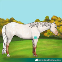 Horse Color:White Spotted Silver Classic Champagne Roan Dun Varnish