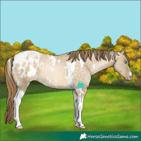 Horse Color:White Spotted Buckskin Pearl Dun Tobiano Varnish