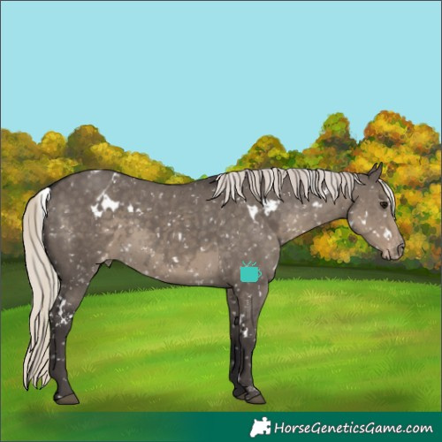 Horse Color:White Spotted Silver Smoky Grullo Appaloosa Rabicano