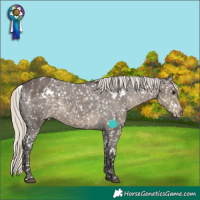 Horse Color:White Spotted Silver Smoky Grullo Appaloosa Rabicano 