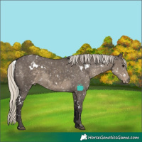 Horse Color:White Spotted Silver Smoky Grullo Appaloosa Rabicano 