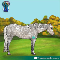 Horse Color:White Spotted Silver Smoky Grullo Appaloosa Rabicano