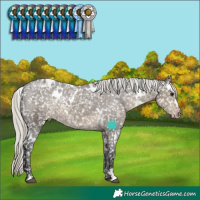 Horse Color:White Spotted Silver Smoky Grullo Snowflake Varnish Rabicano