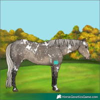 Horse Color:White Spotted Silver Smoky Grullo Appaloosa Rabicano