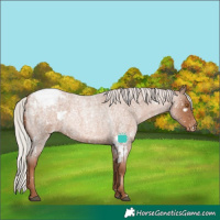 Horse Color:White Spotted Silver Blue Roan Pearl Appaloosa Rabicano