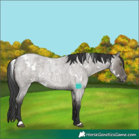 Horse Color:White Spotted Grullo Roan Varnish Rabicano
