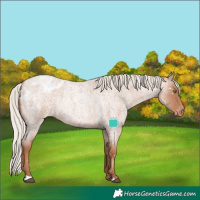Horse Color:Silver Blue Roan Pearl Appaloosa Rabicano