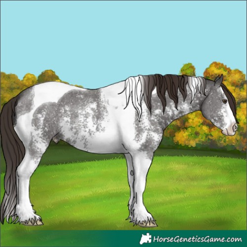 Horse Color:Liver Chestnut Sabino Tobiano 