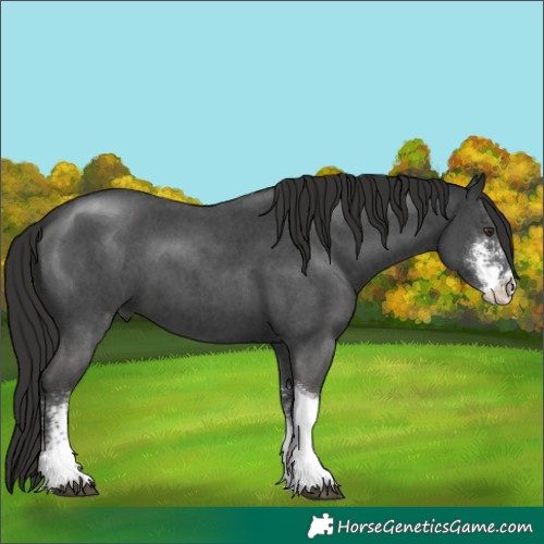 Horse Color:Liver Chestnut Sabino Tobiano