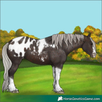 Horse Color:Silver Brown Tobiano Blanket