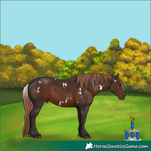 Horse Color:White Spotted Liver Chestnut 