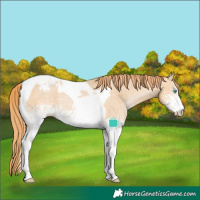 Horse Color:White Spotted Buckskin Pearl Tobiano Varnish 
